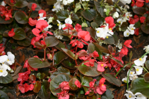 Begonias Begonias