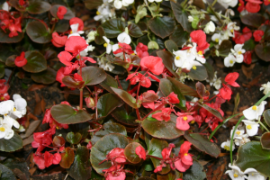 Begonias