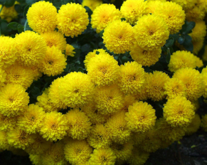 Marigolds Marigolds