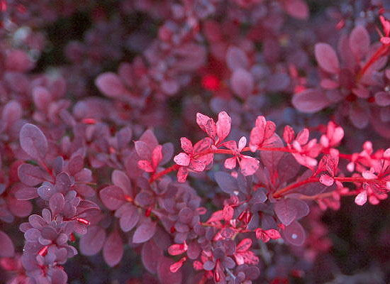 Rose Glow Barberry Leaf