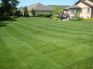 Summer Lawn Care Summer Lawn