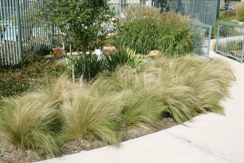 Ornamental Grasses - Lawn Connections, LLC