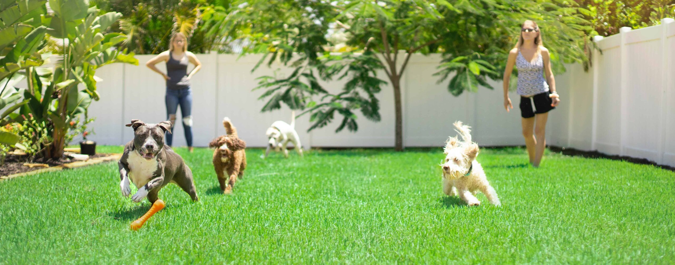 two adults play fetch with dogs in the backyard