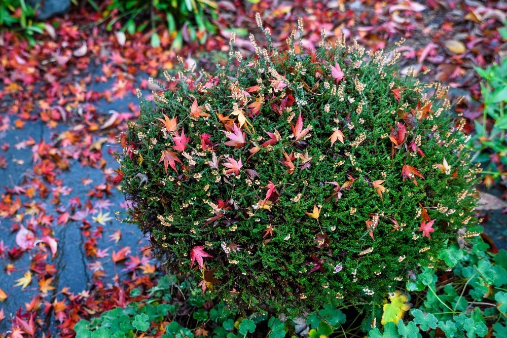 shrub covered and surrounded by fallen leaves.