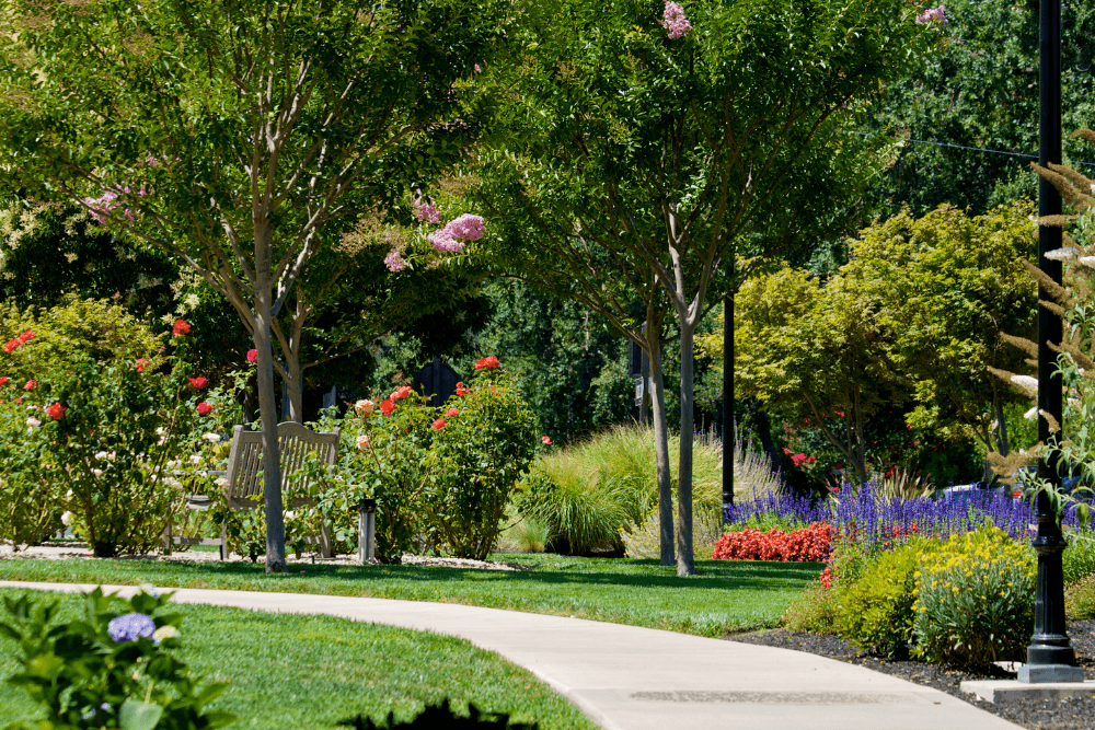 walkway surrounded by gardens and leading to a bench