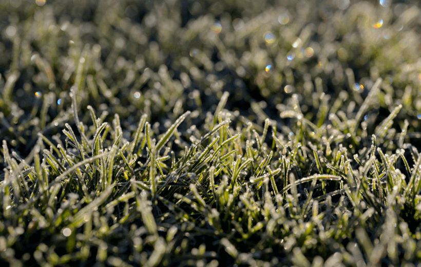 grass-close-up
